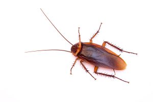 cockroach adobe